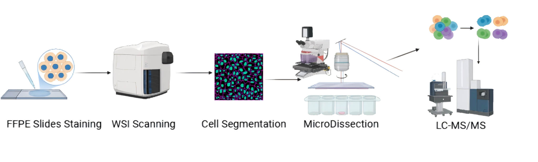 cell_workflow_transparent.png
